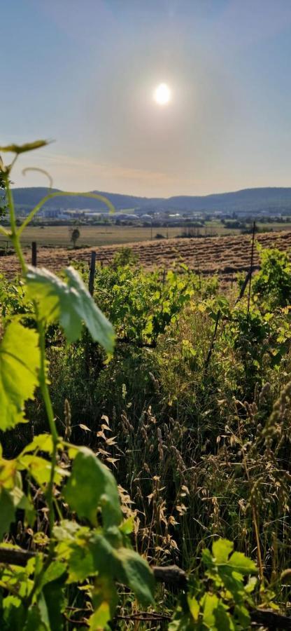 Podere La Selva Rapolano Terme Exteriör bild